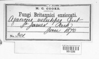 Flammulina velutipes image